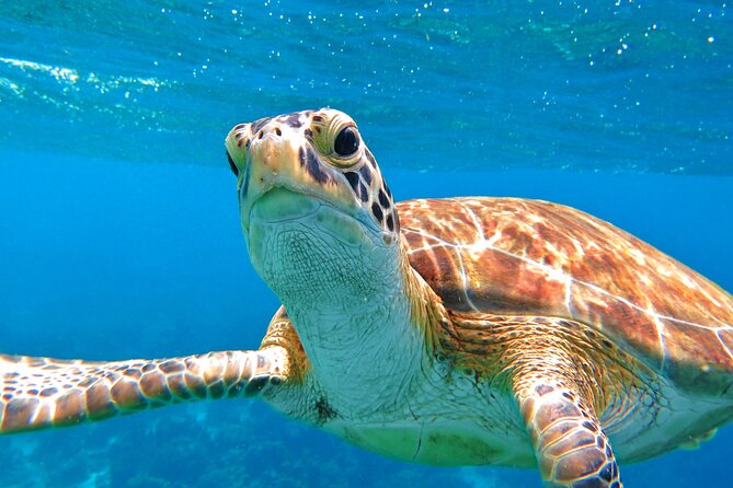 Best of Mangrove Lagoon Kayak, Hike and Snorkel Adventure with Picnic Lunch - Who This Tour Fits Best (and Who Should Skip It)