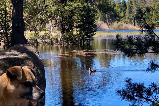 Big Bear Jeep off-road tour with Hike to Bluff Lake Reserve - Champion Lodgepole Pine: why this tree visit is more than a photo stop