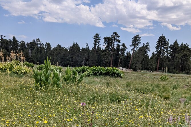 Big Bear Jeep off-road tour with Hike to Bluff Lake Reserve - Price and value: when $75 per person makes sense