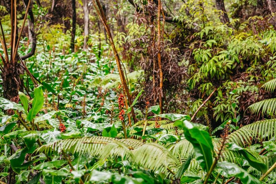 Big Island: Hawai'i Volcanoes National Park Guided Hike - Park entry and the $230 price: where the value really comes from
