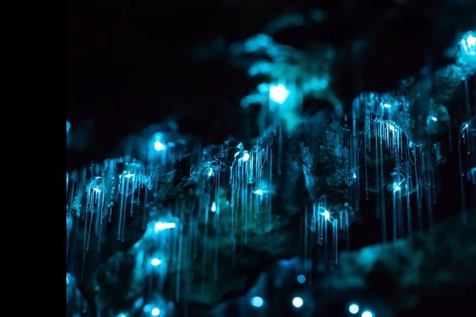 Blue Mountains Hiking Glow worms Cave Wildlife Spotlighting Night Adventure - Key highlights worth booking for