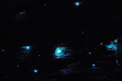 Blue Mountains Hiking Glow worms Cave Wildlife Spotlighting Night Adventure - Pickup, timing, and what your evening will feel like