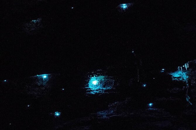 Blue Mountains Hiking Glow worms Cave Wildlife Spotlighting Night Adventure - Pickup, timing, and what your evening will feel like