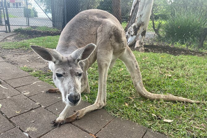 Blue Mountains Wildlife Full-Day Sights and Hiking from Sydney - Calmsley Hill City Farm: Why the Day Starts With Animals