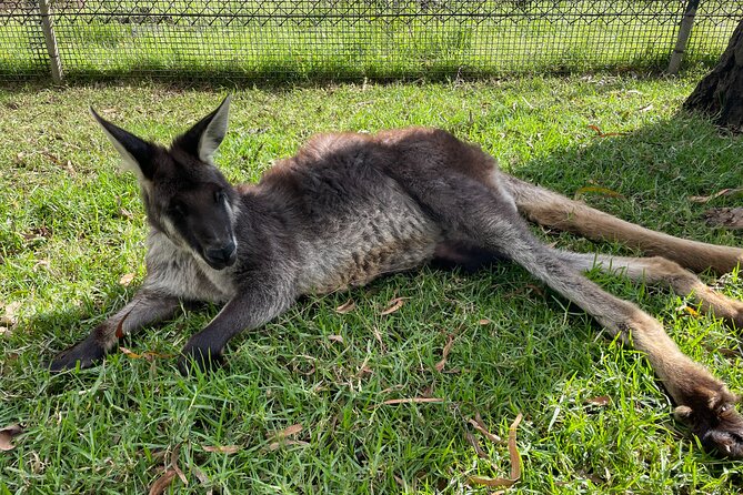 Blue Mountains Wildlife Full-Day Sights and Hiking from Sydney - Guides and Group Size: Why the Day Feels Personal
