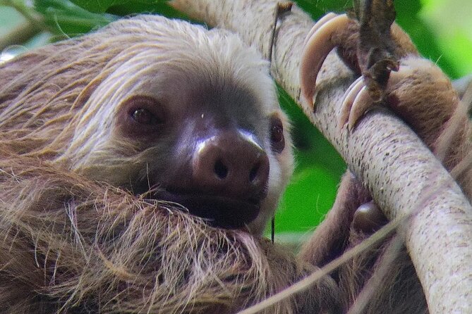 Cahuita National Park Hiking - Who This Tour Is Best For (and When to Skip It)
