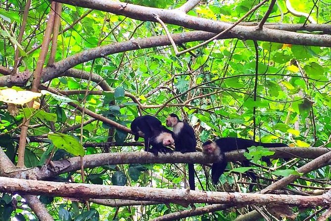 Cahuita National Park Hiking - Walking the Trail: Forest, Beach, and the Caribbean Setting
