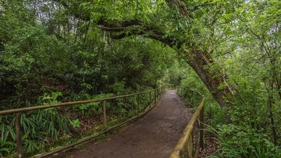 Caldeirão Verde: Levada Caldeirao Verde Hiking Transfer - Walking the Levada Caldeirão Verde: Laurissilva shade, water sound, and tunnels