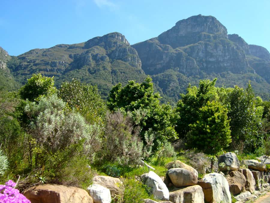 Cape Town: Skeleton Gorge and Kirstenbosch Gardens Hike - From fynbos to forest: what this route actually feels like