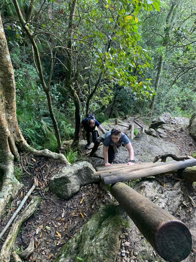Cape Town: Skeleton Gorge and Kirstenbosch Gardens Hike - Cable car down: the optional extra that changes your end point
