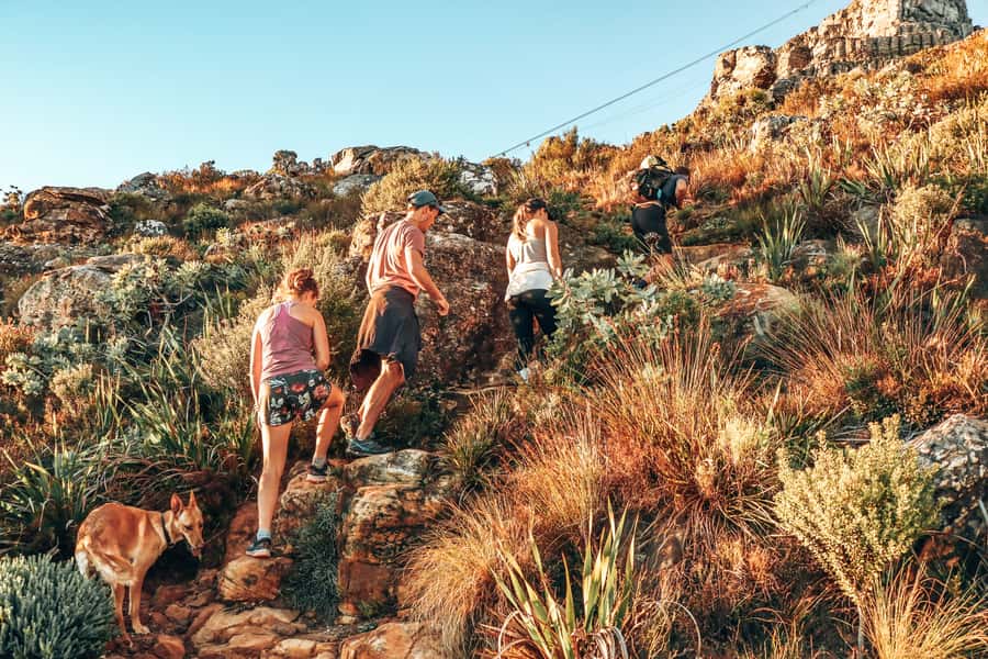 Cape Town: Table Mountain Hike via India Venster - The best “in-between” moments: picnic spots, wildlife, and plant life