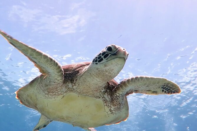 Cas Cay - Kayak Hike and Snorkel Adventure - Key Things I’d Bank On Before You Go