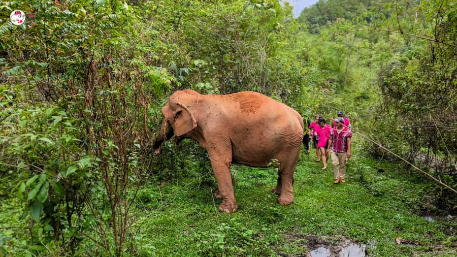 Chiang Mai: Doi Inthanon and Elephant Sanctuary Tour & Hike - Elephant sanctuary in Chiang Mai: feeding without riding
