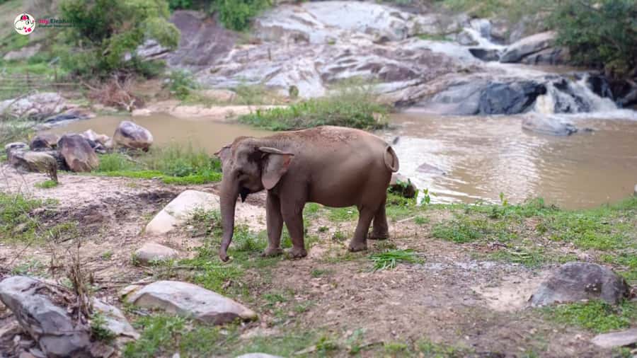 Chiang Mai: Doi Inthanon and Elephant Sanctuary Tour & Hike - Doi Inthanon National Park: misty air and Thailand’s highest point