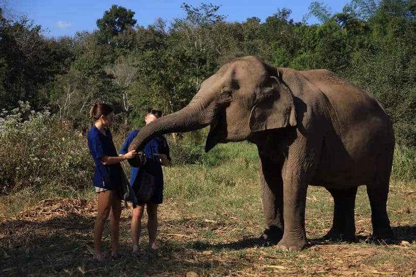 Chiang Mai: Doi Inthanon Hiking & Elephant Sanctuary Program - An ethical elephant day in Chiang Mai that actually changes the feel