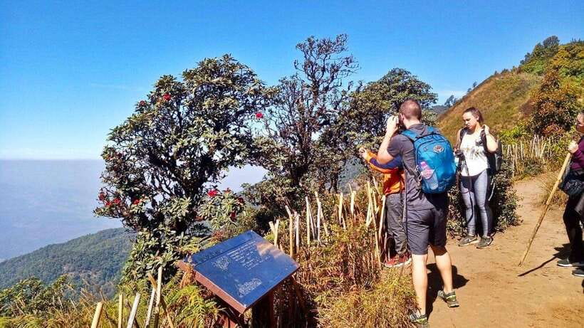 Chiang Mai:Doi Inthanon National Park & Hike at Kew Mae Pan - Hmong Hill Tribe Market and lunch stop: culture, shopping, and food timing