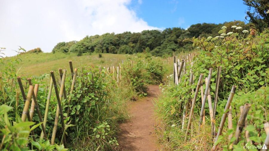 Chiang Mai: Doi Inthanon Park Day Trip with Kiw Mae Pan Hike - Quick Take: What You’ll Notice Most