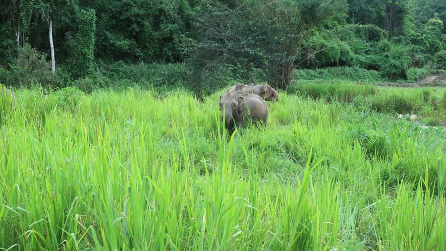 Chiang Mai: Doi Inthanon Park Hiking & Elephants Sanctuary - Key things I’d plan around