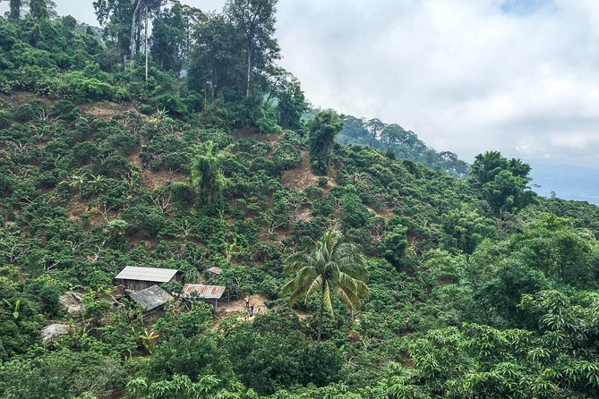 Chiang mai Hike & Downhill Bike Adventure –Suthep National Park - Who should book this, and who should think twice