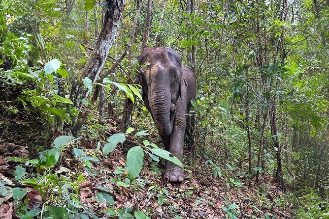 Chiang Mai: Inthanon, Elephant Sanctuary Observation & Waterfall - Key points to know before you go