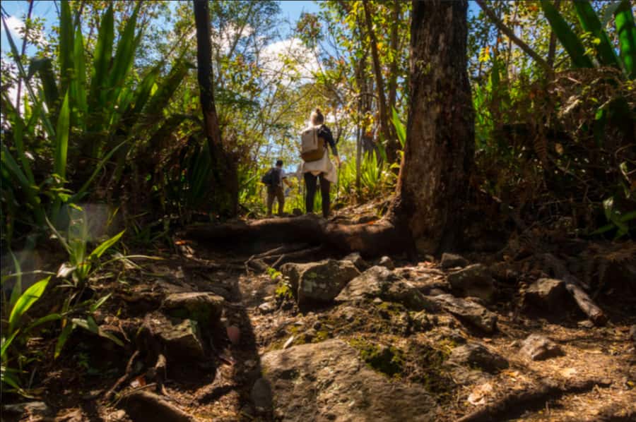 Cilaos: La Chapelle Hiking Experience - Into the forest: where the Bras Rouge canyon takes over