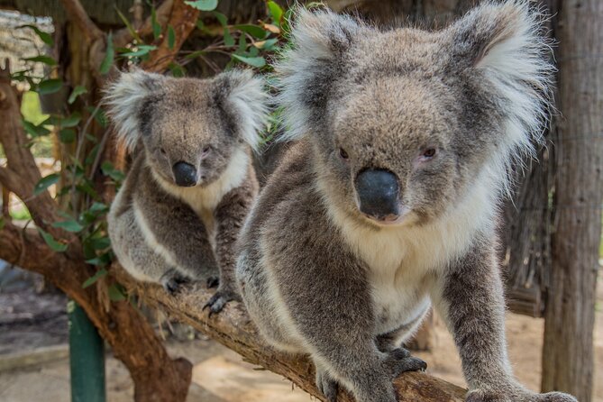 Cleland Wildlife Park Experience - from Adelaide including Mt Lofty Summit - Adelaide to Cleland: how the timing actually feels