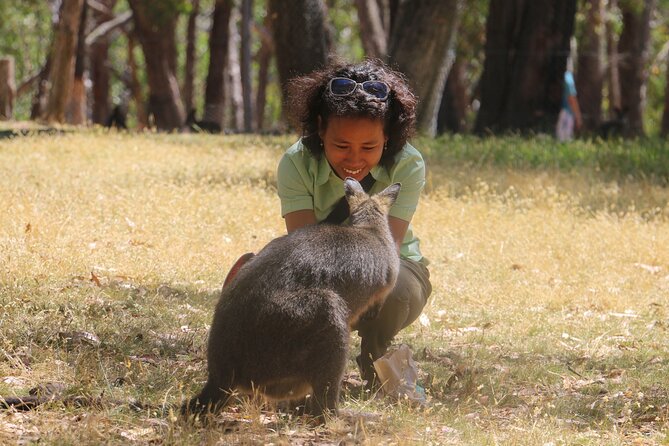 Cleland Wildlife Park Experience - from Adelaide including Mt Lofty Summit - Feeding kangaroos and wallabies: what to expect in the moment