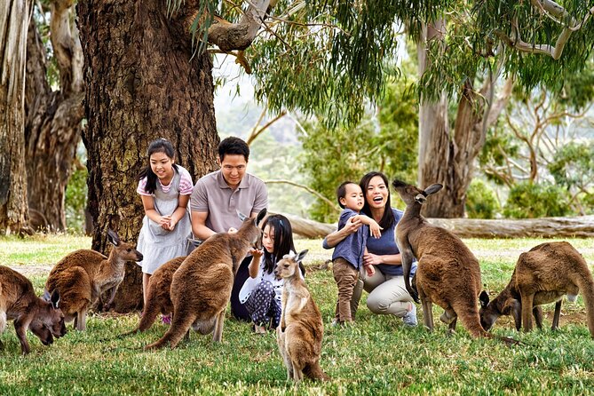Cleland Wildlife Park Experience - from Adelaide including Mt Lofty Summit - What’s included, and why that pushes the value up