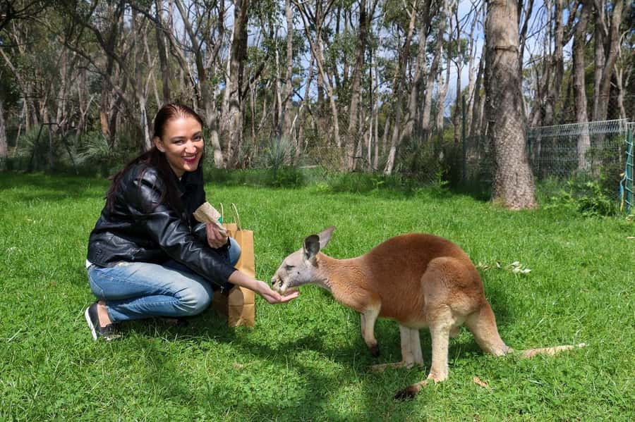 Cleland Wildlife Park Experience with Mount Lofty Summit - Key highlights worth caring about
