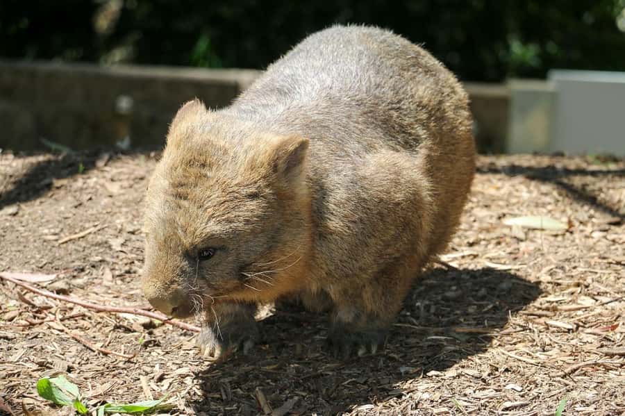 Cleland Wildlife Park Experience with Mount Lofty Summit - Who should book this day tour (and who should skip it)