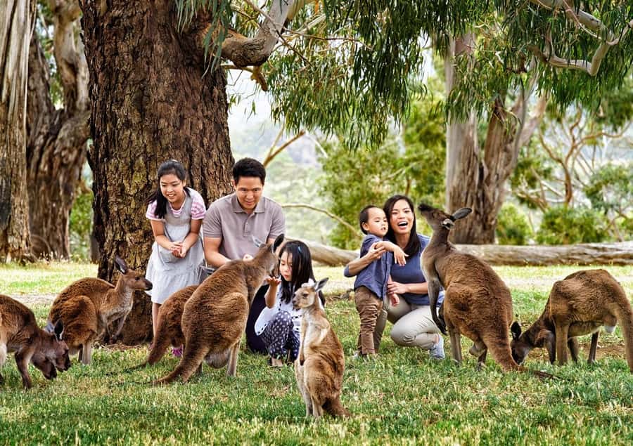 Cleland Wildlife Park Experience with Mount Lofty Summit - Mount Lofty Summit views first: Adelaide Hills at 710m