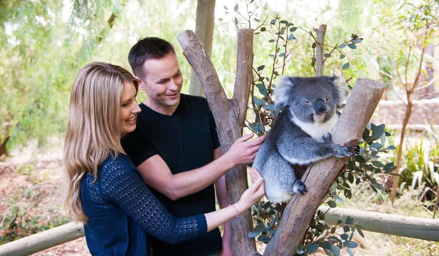 Cleland Wildlife Park Experience with Mount Lofty Summit - Koala close-up included: touch, photos, and keeper context