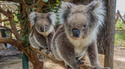 Cleland Wildlife Park Experience with Mount Lofty Summit - Cleland Wildlife Park: 35 hectares of bush with fewer barriers