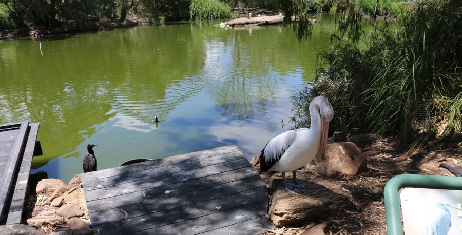 Cleland Wildlife Park Experience with Mount Lofty Summit - Wetlands, Ocean to Outback, and spotting animals by behavior