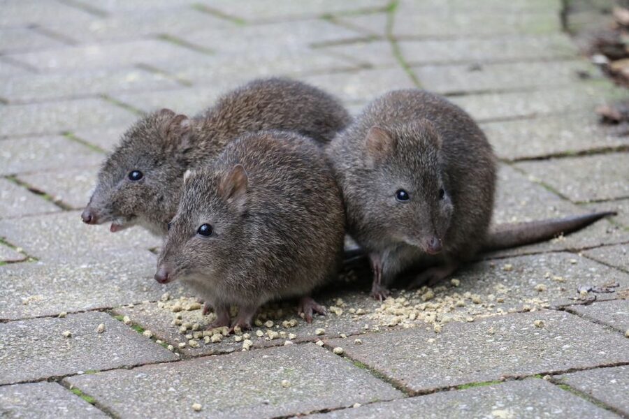 Cleland Wildlife Park Experience with Mount Lofty Summit - Tour logistics: hotel pickup, group size, and what to bring