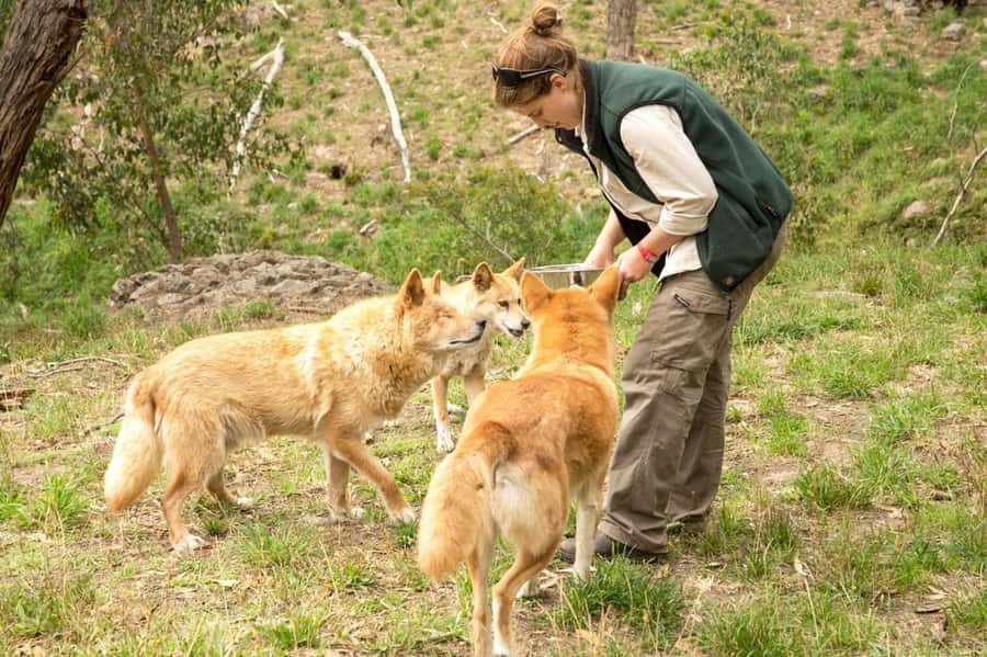 Cleland Wildlife Park Experience with Mount Lofty Summit - Price and value: how $87 plays out in real life