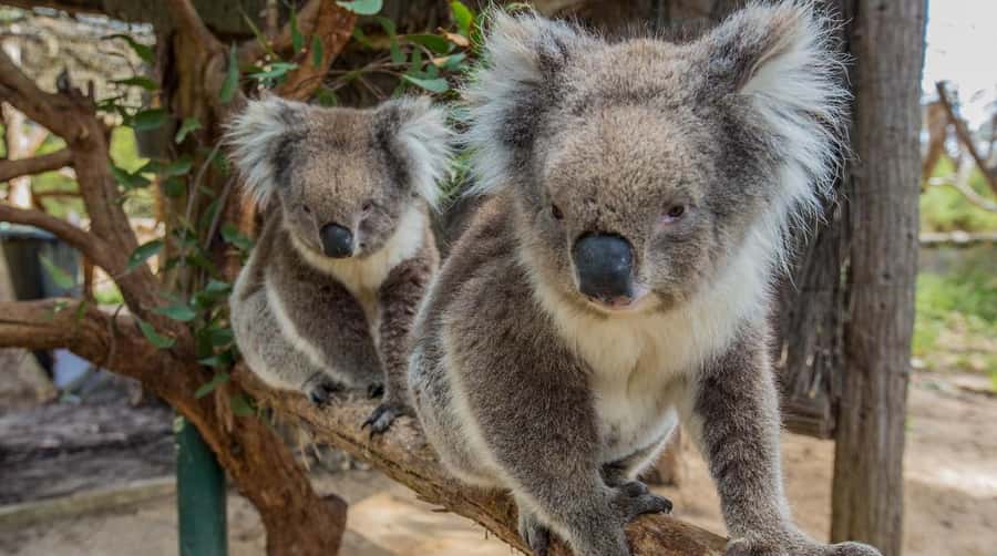 Cleland Wildlife Park Experience with Mount Lofty Summit - Cleland Wildlife Park: 35 hectares of bush with fewer barriers
