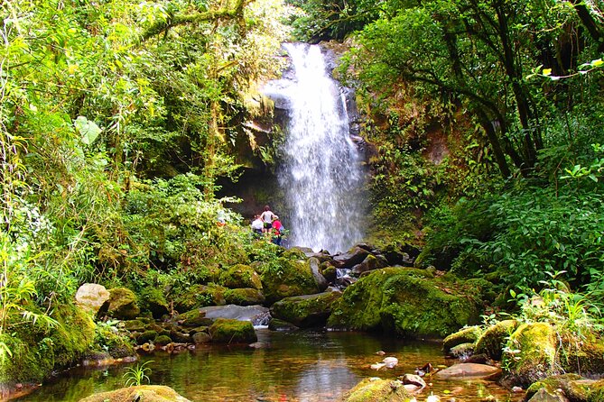 Cloud Forest Wildlife Hike 8:30am (Minimum of 2 people required ) - Boquete’s cloud forest is a different kind of classroom