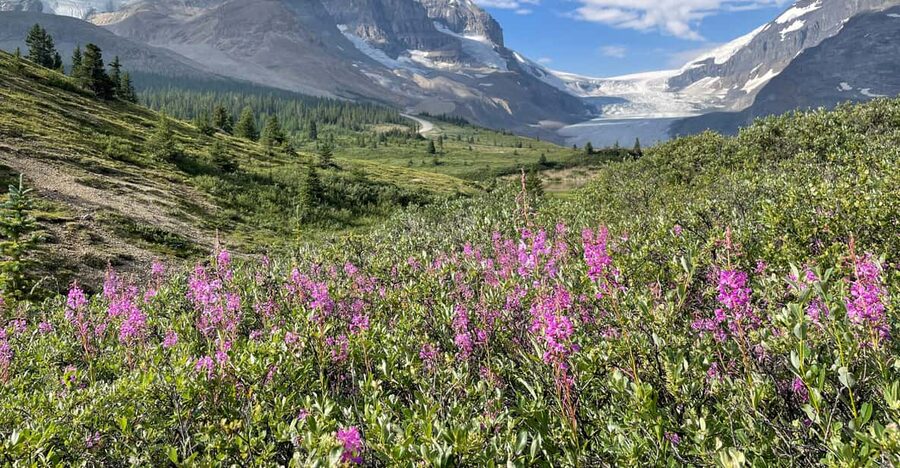 Columbia Icefield: Guided Glacier Hike - Ice Features You’ll See (and What They Actually Mean)
