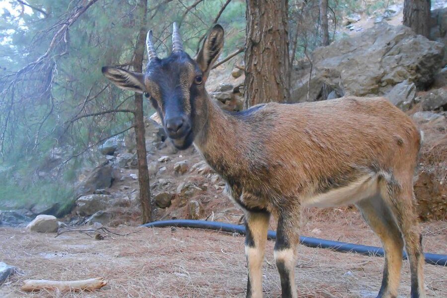 Crete: Samaria Gorge Hiking with transfer and expert Escort - What to bring (and what will get on your nerves)