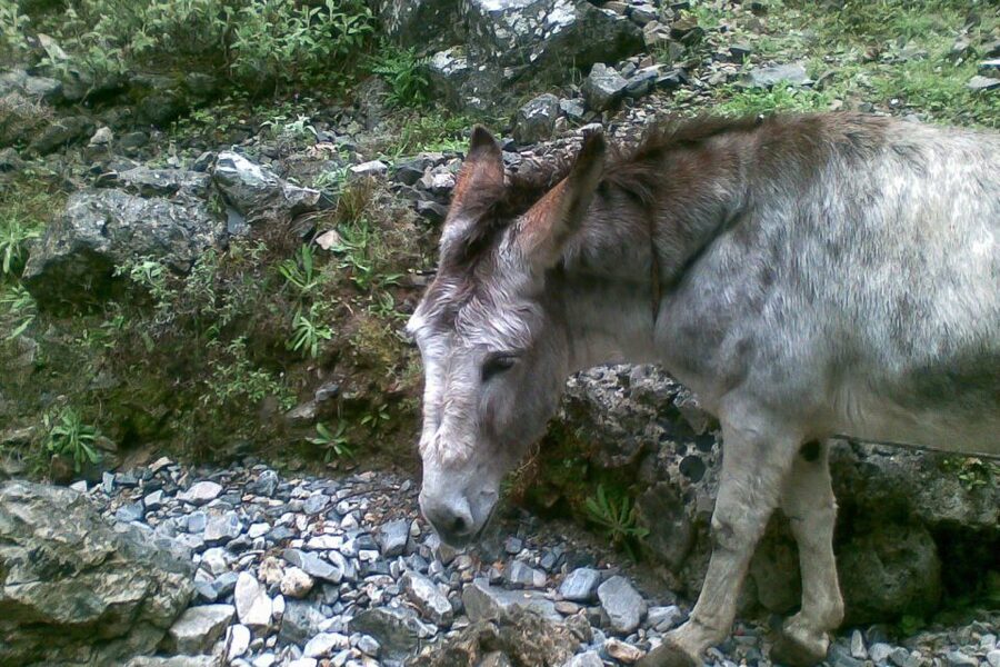 Crete: Samaria Gorge Hiking with transfer and expert Escort - Fitness reality check: this is not a gentle stroll