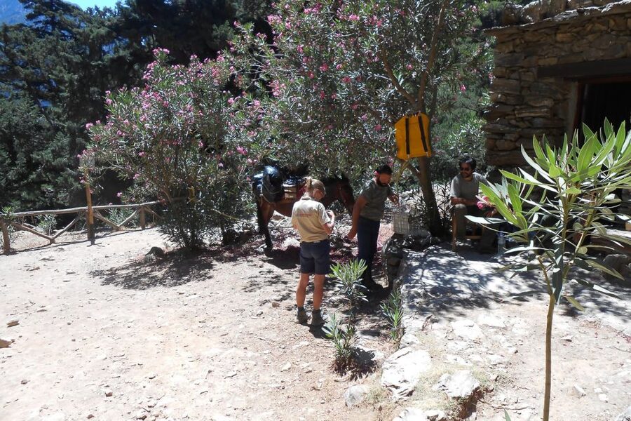 Crete: Samaria Gorge Hiking with transfer and expert Escort - Omalos Plateau to the gorge: settling in before the grind