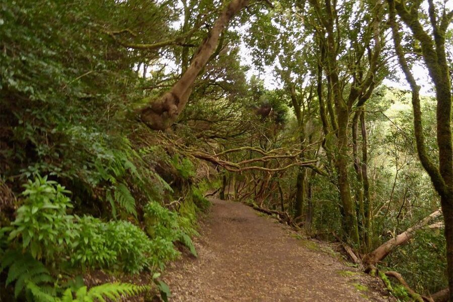 Cruz del Carmen: Hiking in Anaga with Local Food Products - The 3.5-Hour Route: Volcanic Dome to Taborno Viewpoints