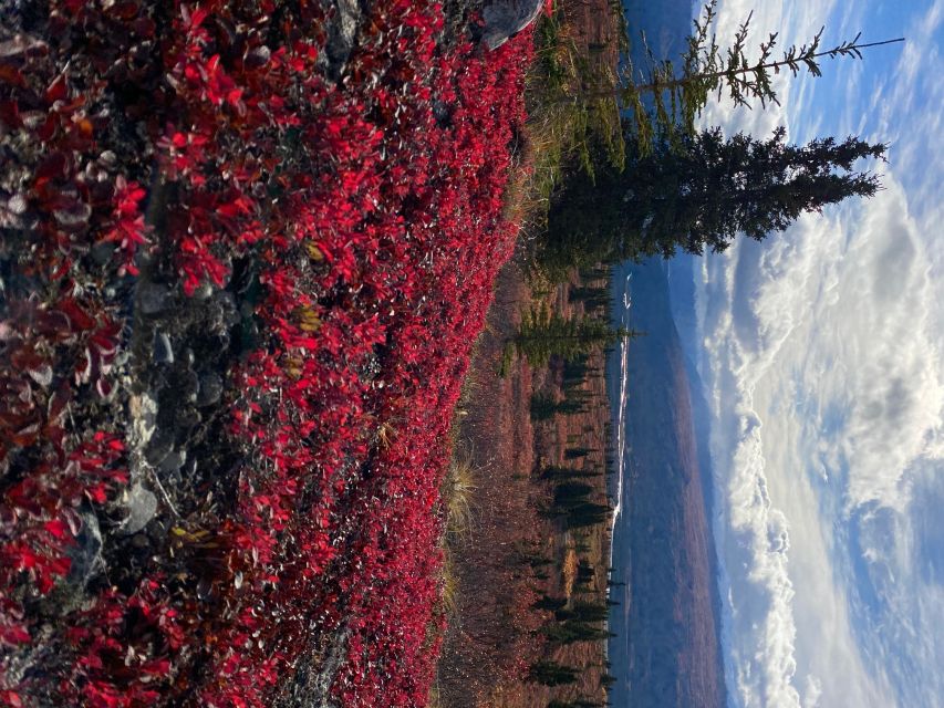 Denali: 5-Hour Guided Wilderness Hiking Tour - Meeting Your Guide Outside Denali Hotels (And Why It Matters)
