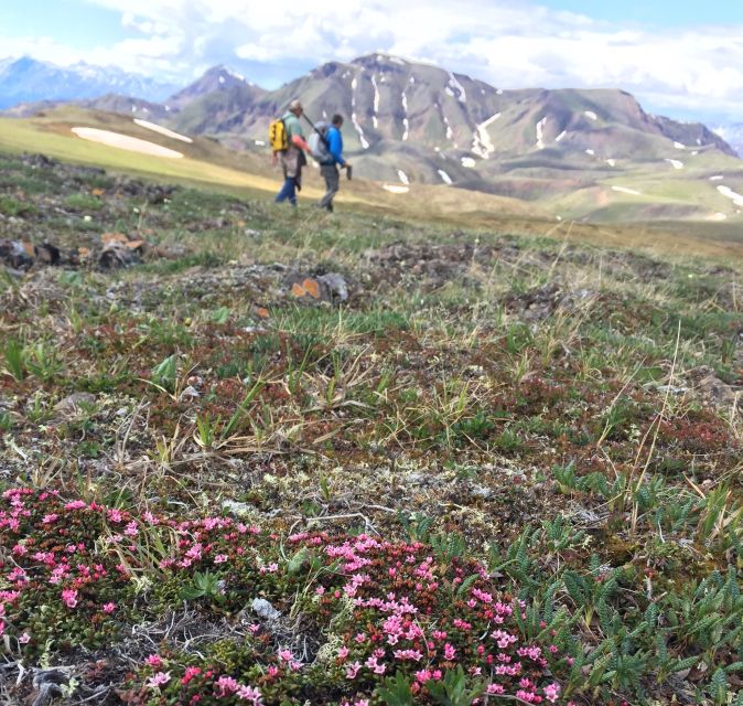 Denali: 5-Hour Guided Wilderness Hiking Tour - The 5–7 Mile Trek: Real Uphill for 3–4 Hours