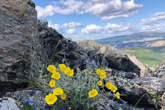 Denali 5 Hour Hiking Tour with Naturalist Guide - Your naturalist guide: where the stories come alive