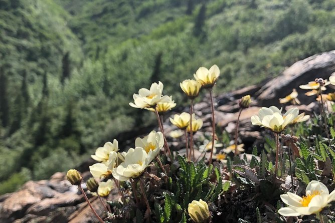 Denali 5 Hour Hiking Tour with Naturalist Guide - What to wear and pack in Alaska conditions