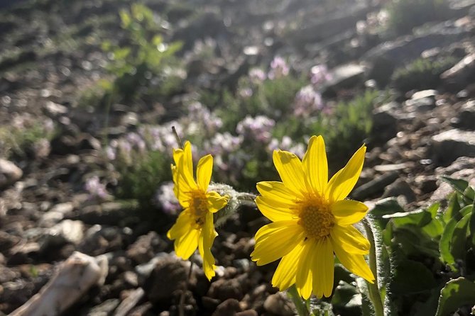 Denali 5 Hour Hiking Tour with Naturalist Guide - Who should book this Denali hike (and who should not)