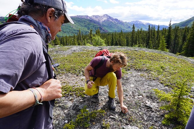 Denali Off-Trail Hiking Adventure (4 Hours) w/Expert Naturalist - Who this Denali hike is best for