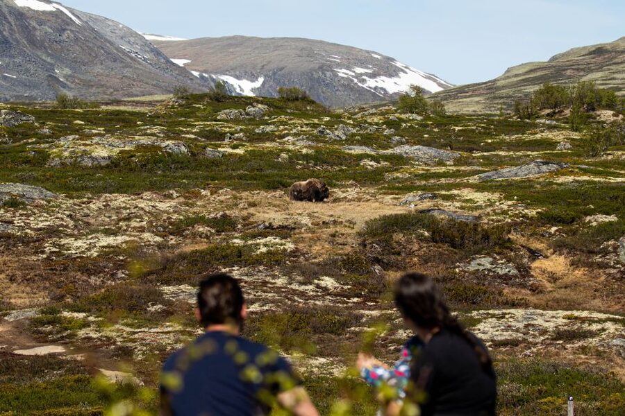 Dovrefjell National Park: Hiking Tour and Musk Ox Safari - Key Things to Know Before You Go